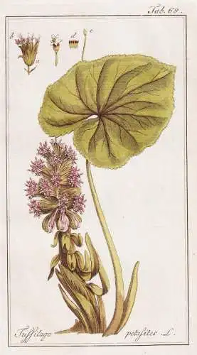 Tussilago petasites - Petasites hybridus Pestwurz butterbur / Pflanzen plants / flowers Blumen / botanical Bot