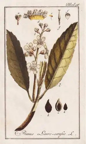 Prunus Lauro-cerasus - Prunus laurocerasus Lorbeerkirsche laurel Lorbeer-Kirsche Kirschlorbeer / Pflanzen plan