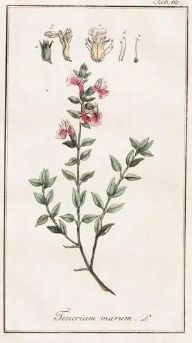 Teucrium marum - Katzenkraut cat thyme Katzenthymian kitty crack Thymian / Kräuter herbs / Pflanzen plants /
