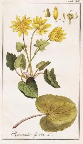Ranunculus ficaria - Ficaria verna Scharbockskraut lesser celandine Feigwurz pilewort / Pflanzen plants / flow