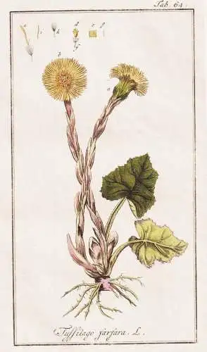 Tussilago farfara - Huflattich coltsfoot / Pflanzen plants / flowers Blumen / botanical Botanik botany Kräute