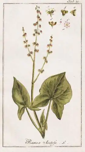 Rumex Acetosa - Wiesen-Sauerampfer Ampfer sorrel / Pflanzen plants / flowers Blumen / botanical Botanik botany