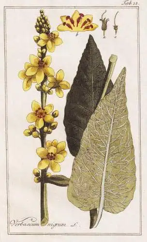 Verbascum nigrum - Schwarze Königskerze black mullein / Pflanzen plants / flowers Blumen / botanical Botanik