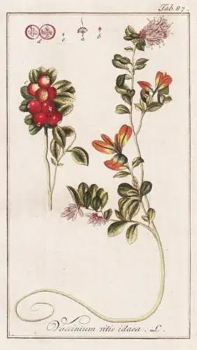 Vaccinium vitis idaea - lingonberry Preiselbeeren mountain cranberry cranberries / Beeren berry berries / Pfla