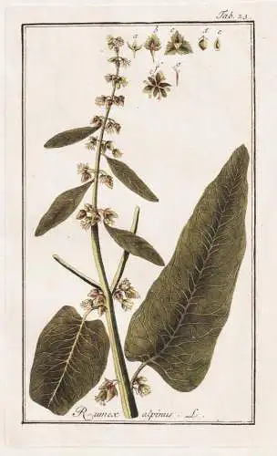 Rumex alpinus - Alpen-Ampfer monk's-rhubarb / Pflanzen plants / flowers Blumen / botanical Botanik botany Krä
