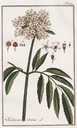 Sambucus ebulus - Zwerg-Holunder Attich danewort dane weed / Pflanzen plants / flowers Blumen / botanical Bota