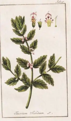 Teucrium scordium - Knoblauch-Gamander Lauch-Gamander water germander / Pflanzen plants / flowers Blumen / bot