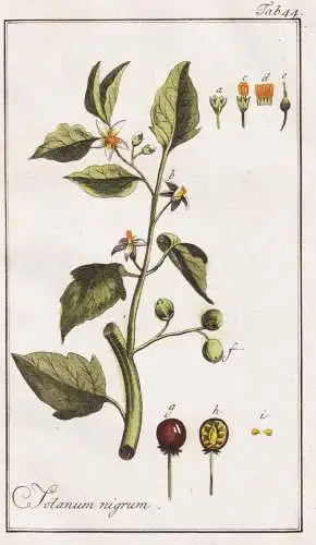 Solanum nigrum - Schwarzer Nachtschatten nightshade / Pflanzen plants / flowers Blumen / botanical Botanik bot