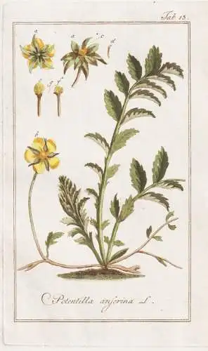 Potentilla anserina - Gänsefingerkraut silverweed / Pflanzen plants / flowers Blumen / botanical Botanik bota