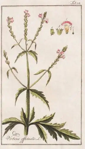 Verbena officinalis - Eisenkraut Verbene commun vervain / Pflanzen plants / flowers Blumen / botanical Botanik