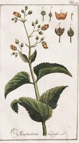 Scrophularia nodosa - Knotige Braunwurz woodland figwort / Pflanzen plants / flowers Blumen / botanical Botani