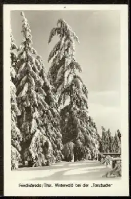   AK DDR Friedrichroda Thür. Wald, bei der Tanzbuche    1/25 