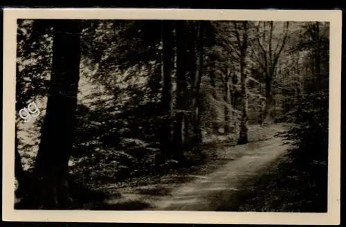 [Ansichtskarte] Waldweg in der Schorfheide. 