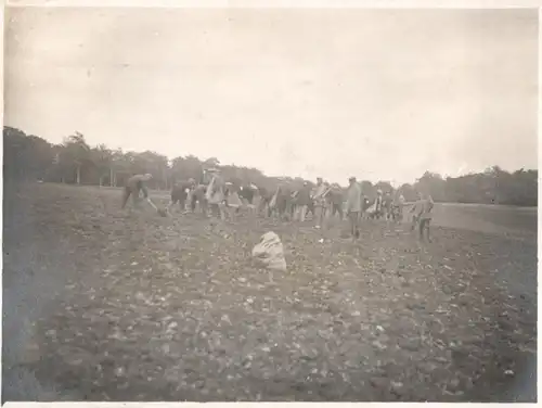  Originalfoto 8,5x11,5 Gefangene bei der Kartoffelernte