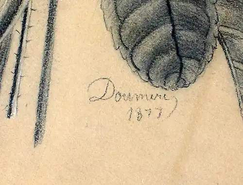 8463010 Botanische Zeichnung Bleistift Pastellkreide signiert Doumere 1877