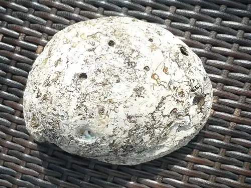 Große Muschelschale (449) Preis reduziert