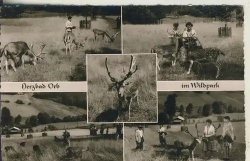 Bad Orb v. 1963 Im Wildpark - 5 Ansichten (AK1598)
