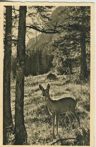 Reh v. 1947 Am Waldessaum zu früher Morgenstunde (AK1634)
