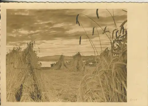 Getreide-Ernte v. 1956 (AK3098)