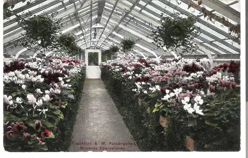 Frankfurt a.M. - Palmengarten - blühende Alpenveilchen v. 1910 (AK3487)