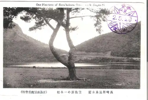 One Pinetree of Soraikehara Park - Nakasaki - Japan - von 1929 (AK4112)