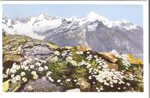 Chryssanthemum alpinum am Riffelberg bei Zermatt v. 1933 (AK3583)