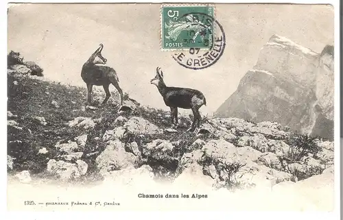 Chamois dans les Alps - von 1907 (AK4306)
