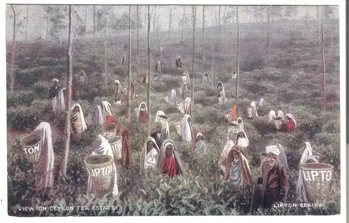 View on Ceylon Tea Estate v. 1912 (AK4385)