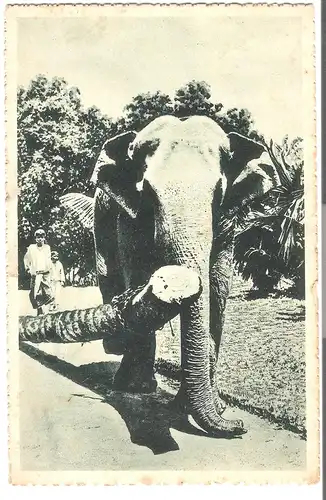 Comme la vache - L\'éléphant si utile.... v. 1914 (AK4388)