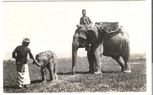 Elephanten auf dem Feld v. 1920 (AK4461)