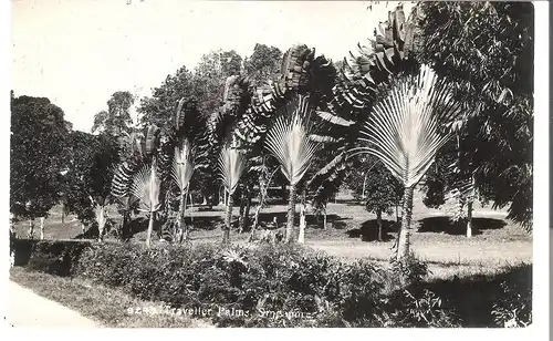 Traveller Palms - Singapore v. 1920 (AK4462)