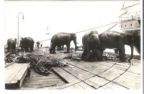 Elefanten bei der Arbeit am Hafen v. 1920 (AK4479)