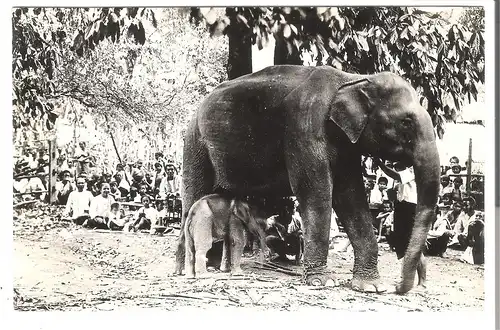 Elefanten-Mutter mit Junges bei einer Vorführung v. 1920 (AK4480)