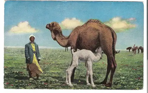 Camel-Hirte auf Weide - Junges Camel säugt Milch bei Muttertier v. 1952 (AK4518)