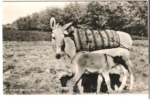 Donkey feeding her Foal v. 1956 (AK4519)