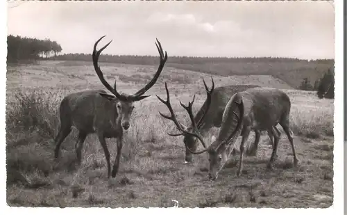 Marienteichbaude - Harz - Einzige Sommerfütterung im Harz aus freier Wildbahn v. 1959 (AK4543)