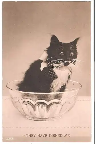 Katze in Glasschale - They have dished me v.1913  (AK5126)