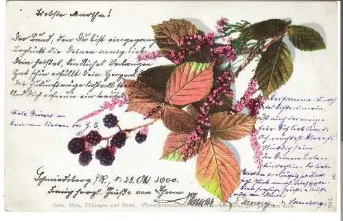 Brombeerzweig mit Laub, Früchten und Blüen - Photocromie-Karte v. 1900    (AK45578)