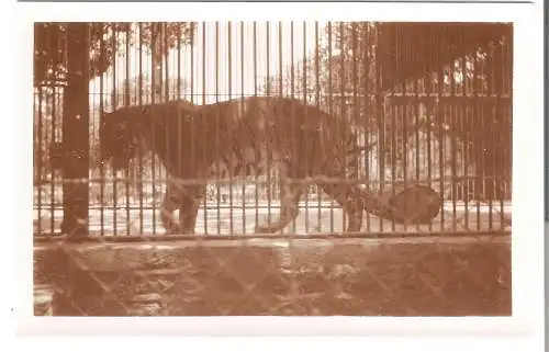 Schiffsreise SS Hoogkerk - Photokarte Privatreise nach Asien  von 1920 (AK5309)