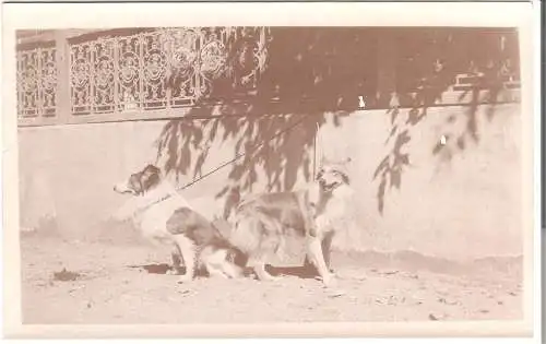 Schiffsreise SS Hoogkerk - Photokarte Privatreise nach Afrika  von 1920 (AK5313)