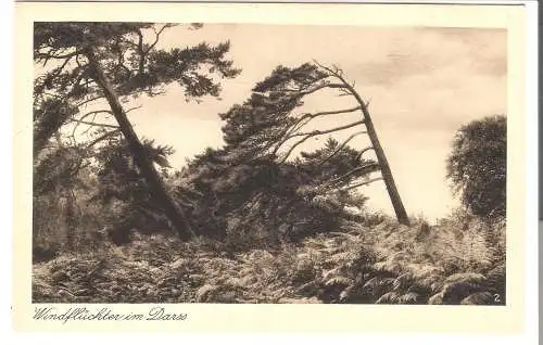 Windflüchter im Darss  von 1932  (AK5994)