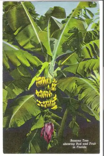 Banana Tree showing Bud and Fruit in Florida  von 1955  (AK6006)