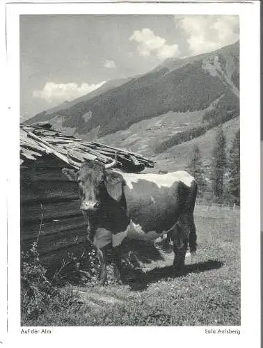 Auf der Alm  von 1951 (AK6019)