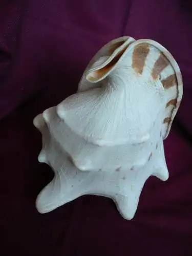 Große Helmet Conch Shell - Blowing Horn  (1019) Preis reduziert