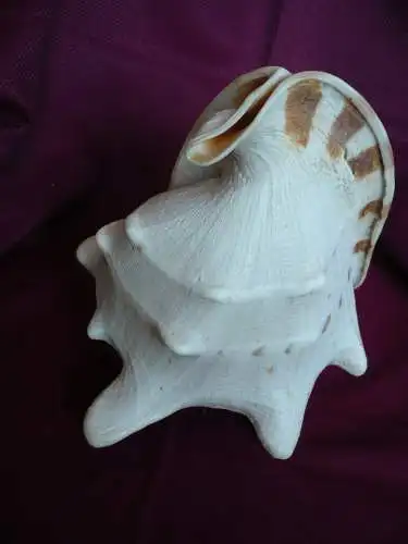 Große Helmet Conch Shell - Blowing Horn  (1019) Preis reduziert