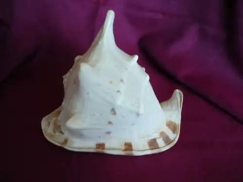 Große Helmet Conch Shell - Blowing Horn  (1019) Preis reduziert