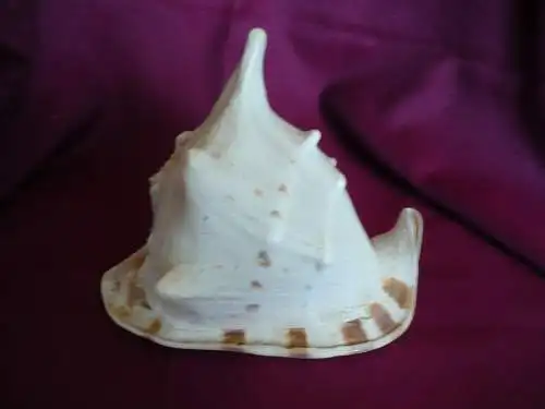 Große Helmet Conch Shell - Blowing Horn  (1019) Preis reduziert