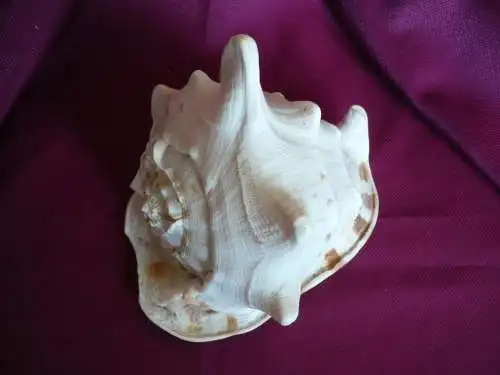 Große Helmet Conch Shell - Blowing Horn  (1019) Preis reduziert