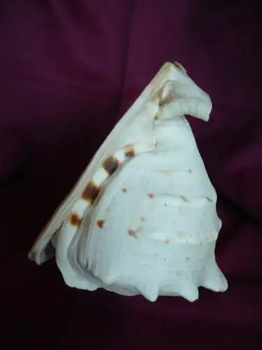 Große Helmet Conch Shell - Blowing Horn (1020) Preis reduziert