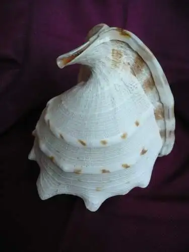 Große Helmet Conch Shell - Blowing Horn (1020) Preis reduziert